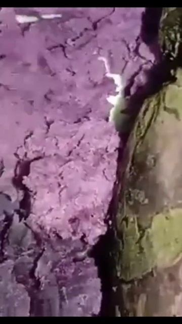 Sarap ng kamote ko violet|JNDV смотреть онлайн