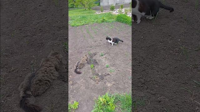 Котики играют). Видео с котами. Котофильм) #cats #кот #Барсик кот смотреть онлайн