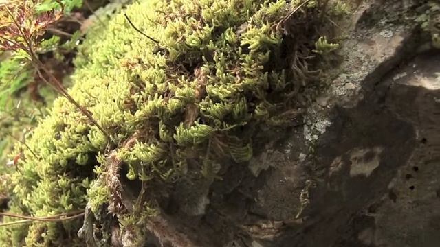 シノブ/Davallia Mariesii 04_170920正丸