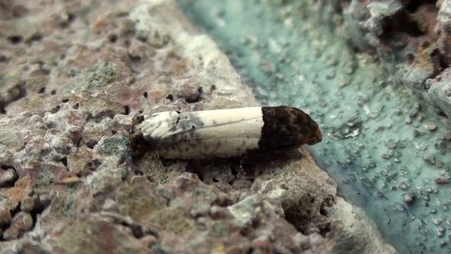 Goldenrod Gall Moth (Tortricidae: Epiblema scudderiana) on Wall смотреть онлайн