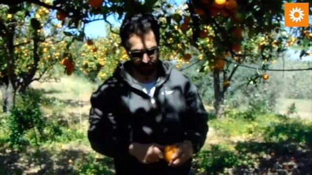 Arancia Valencia смотреть онлайн