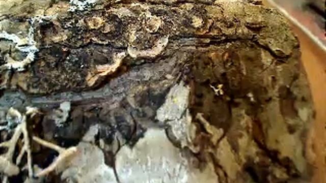 Mites??? смотреть онлайн