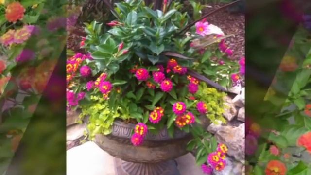 Fascinantna lantana смотреть онлайн
