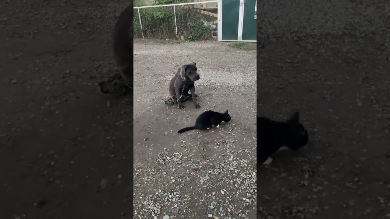 Кане-корсо с котиком смотреть онлайн