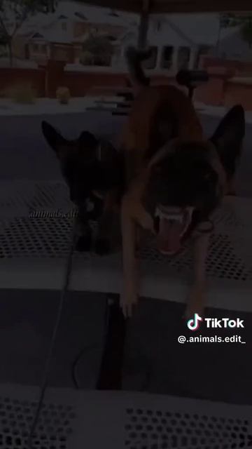 King of Birds - Eagle 😎😎😎 #shorts #viral смотреть онлайн