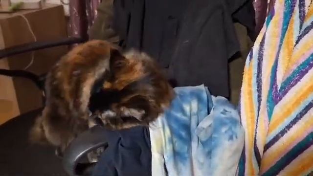 Любимый парфюм.Аромат копченного леща и мышиных каках)😁😁😁 смотреть онлайн