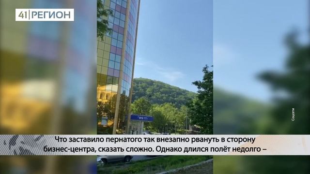 ЯСТРЕБ ВРЕЗАЛСЯ В «ЗОЛОТОЕ» ЗДАНИЕ • НОВОСТИ КАМЧАТКИ смотреть онлайн
