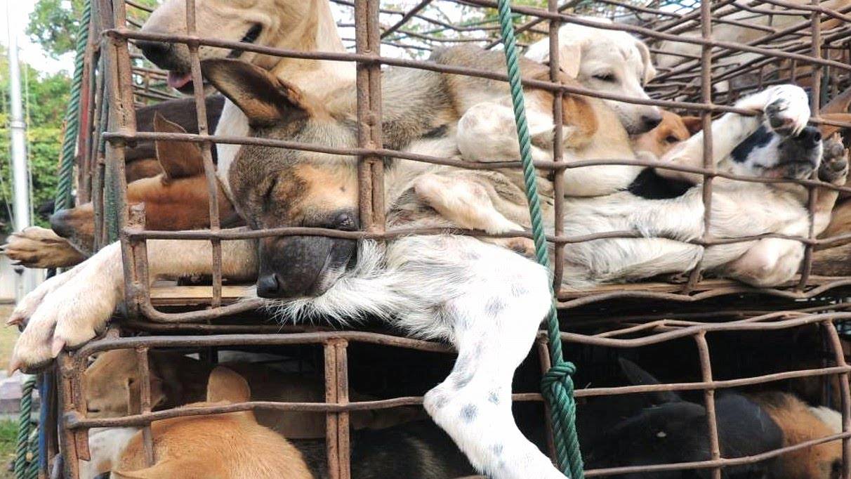 Несколько лет он выживал на ФАБРИКЕ С М Е Р Т И владельцы отдали его туда