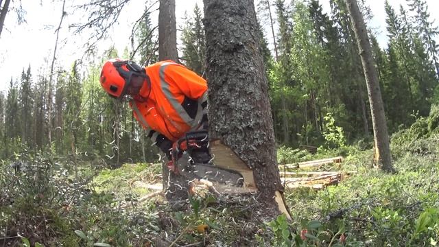 Metsolan Metsäkoulu 289 - Takakaltevalle puulle tämmönen kolo? смотреть онлайн