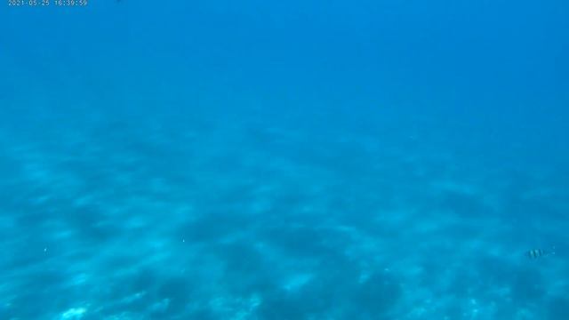 Sohal surgeonfish (Acanthurus sohal). Sharm El Sheikh, Egypt, 25.05.2021 смотреть онлайн