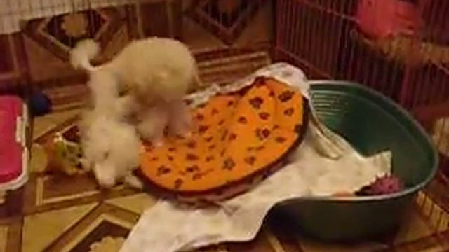 Сорванцы смотреть онлайн