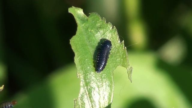 Skeletonizing Leaf Beetle (Chrysomelidae: Trirhabda) Larva смотреть онлайн