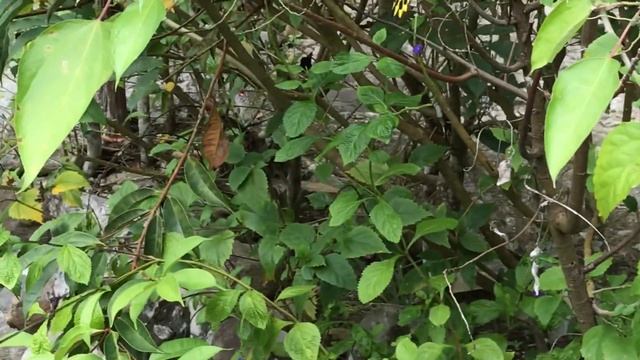 ヘレナキシタアゲハ / Troides helena 2018/03/25 Poring Hot Spring, Butterfly of Malaysia смотреть онлайн