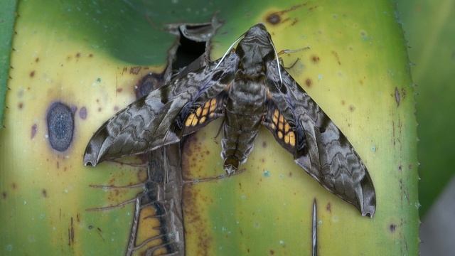 Protambulyx astygonus hawkmoth (Sphingidae) смотреть онлайн