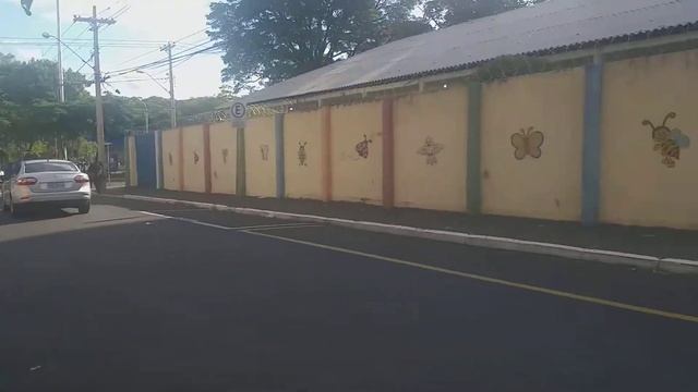 Ravenala madagascariensis - Strelitziaceæ (ravenala). смотреть онлайн