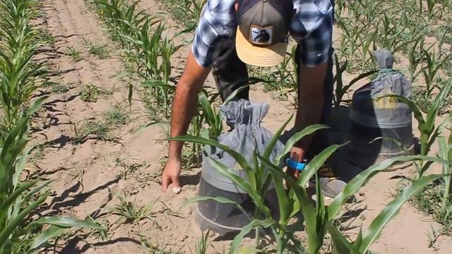 Monitoraggio e trappole diabrotica e elateridi смотреть онлайн