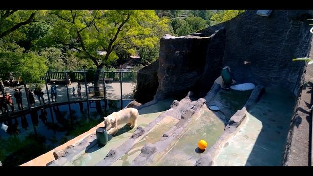 Lední mědvědi Tom a Berta si hrají se sudy (Denisa Zběhlíková) смотреть онлайн