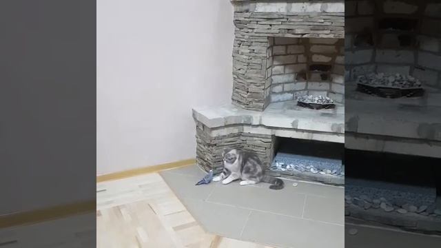 Попугай клюнул кошечку! смотреть онлайн