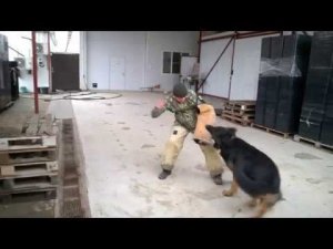 Тест по охране территории! Немецкая овчарка 4 года - ШЕРХАН