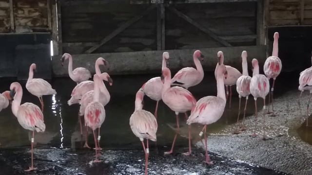 Lesser flamingo contact calls смотреть онлайн