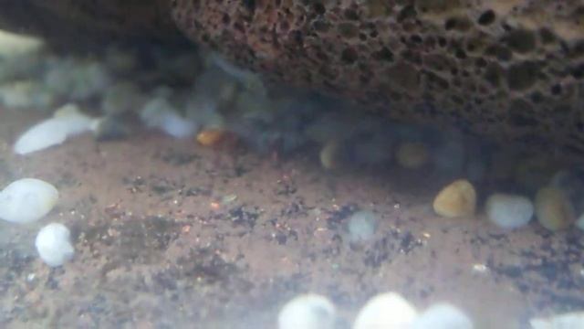 Cherax Destructor baby смотреть онлайн