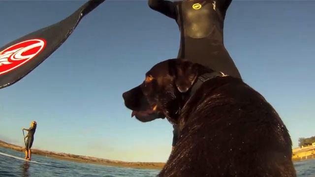 SUP DOG El Médano смотреть онлайн