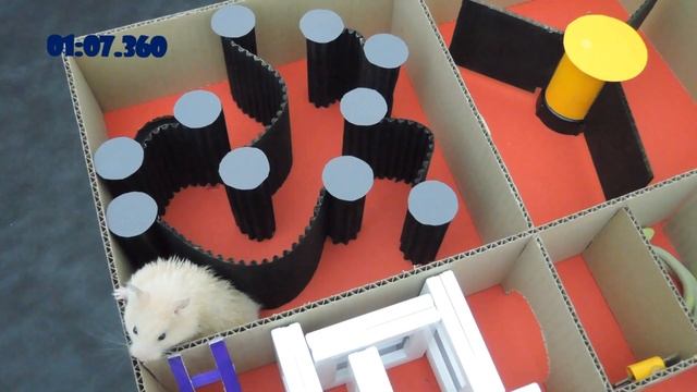 HAMSTER MAZE - 🤯 Obstacle Course🤯 -  🐹🐹🐹