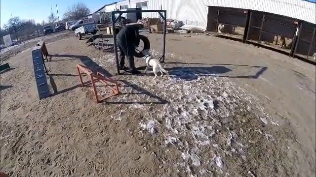 10.02.2023 г Кинологи в приюте для бездомных животных "Лисёна" смотреть онлайн