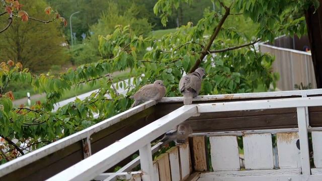Tauben Füttern Ihre Jungen/Голуби кормят своих детенышей/Pigeons Feed Their Young /