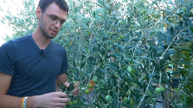 Quale varietà di olivo scegliere? смотреть онлайн