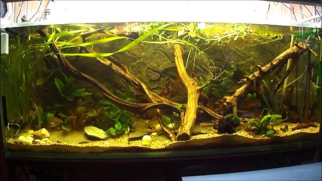 aquarium amazonien 450l / piranha смотреть онлайн