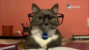 Анонс котинет на Захар ТВ