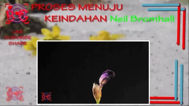 Proses Keindahan Iris germanica 'Deep Black' | Fisiologi Tumbuhan 2017 смотреть онлайн