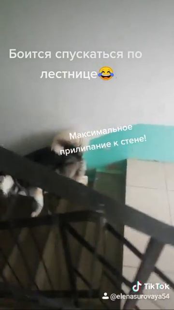 Хаски боится спускаться по лестнице часть 2. Максимальное прилипание к стене. Bella Ciao. смотреть онлайн