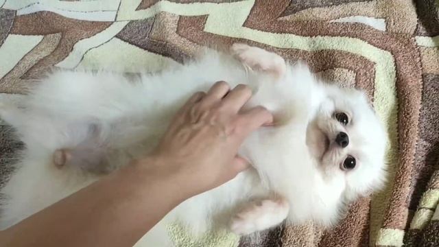 Почешите животик Поночке смотреть онлайн