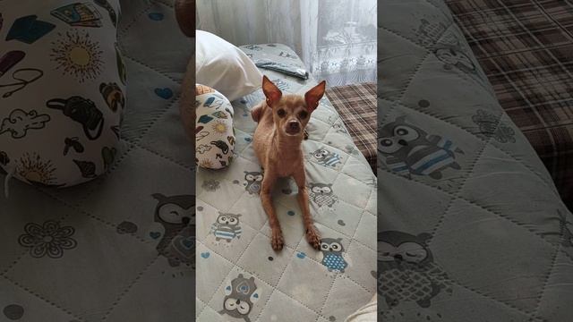 Тойчик-Яшенька. Хозяин дома. смотреть онлайн