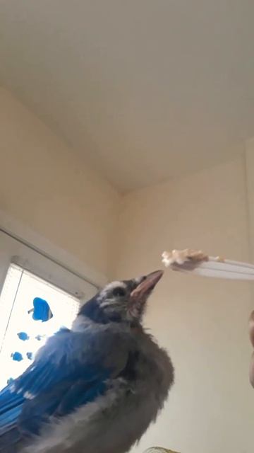 Baby Blue Jay Blog. Hungry Blue Jay. Hambriento. Голодная голубая сойка. Gaio-bebê com fome. 饥饿的小蓝鸦 смотреть онлайн