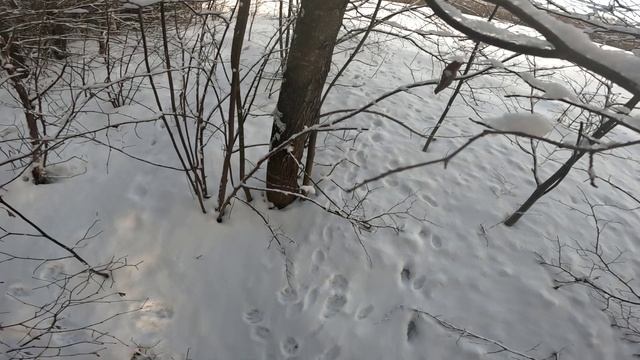 Место куницы добыли лисицу смотреть онлайн