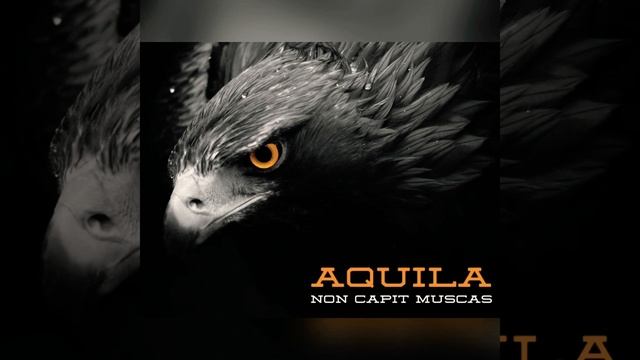 Invisible - AQUiLA non capit muscas смотреть онлайн