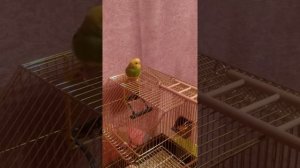 ♡УЧУ  ТАНЦЕВАТЬ ПОПУГАЯ! КТО ХОТЕЛ ДАВНО НАУЧИТЬ ПОПУГАЯ ТАНЦЕВАТЬ? ОН ЗАТАНЦЕВАЛ !!