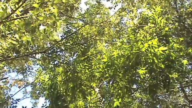 How to tell White, Black, & Green Ash Apart смотреть онлайн