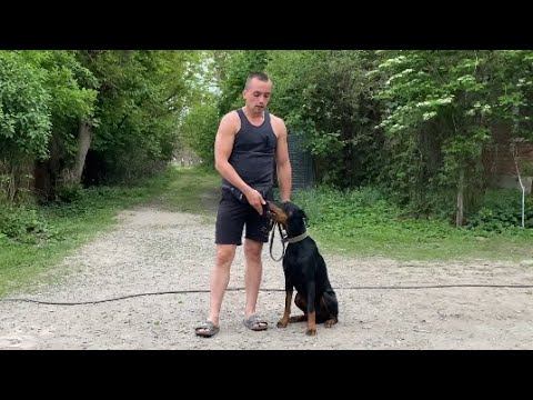 Дрессировка Добермана/2года Граф