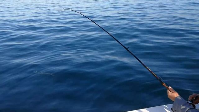 Long Beach Barracuda Fishing смотреть онлайн