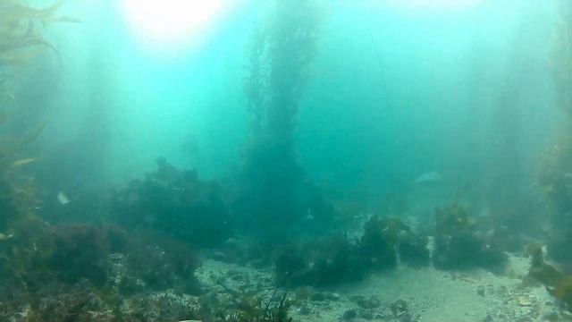 03 12 2022 South Coast Divers at Heisler Park with sharks смотреть онлайн