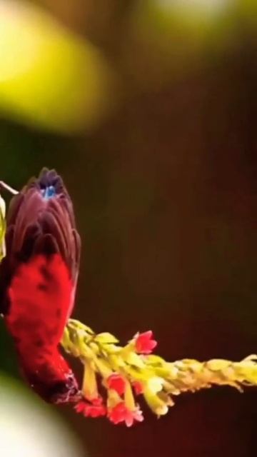 10 Most Beautiful Birds on Plannet Earth смотреть онлайн