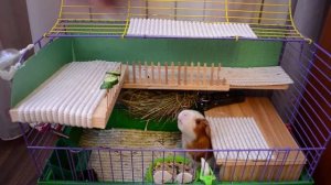 Морская свинка пищит Розитта требует вкусняшек!!!!