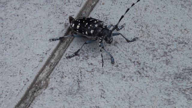 夏本番　今季第一号　　ゴマダラカミキリ　胡麻斑髪切 　Anoplophora malasiaca смотреть онлайн