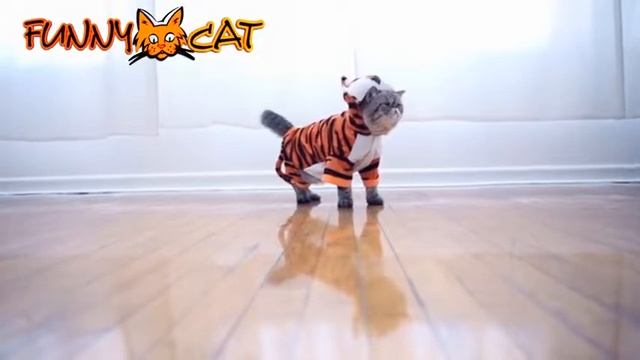 Самые необычные кошки в мире #1 смотреть онлайн