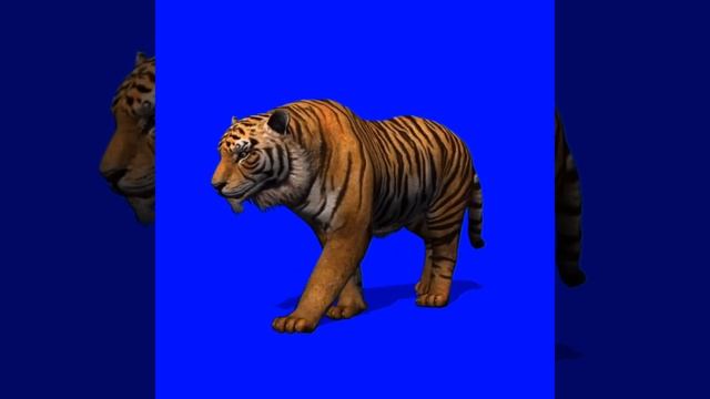 Футаж тигра / tiger на синем фоне - хромакей смотреть онлайн