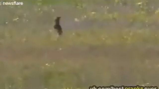 Best Pranks Ever #27 смотреть онлайн